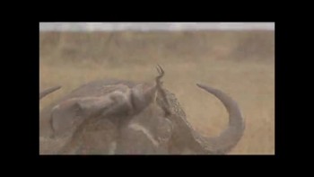 Incredible Wildlife at the Masai Mara in Kenya 