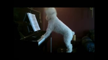 Cute dog playing piano and singing! 