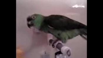 Parrot Singing Hallelujah! 