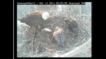 Baby Eagles being Feed 
