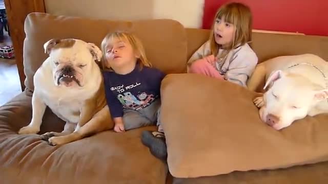 Köpek Bebek Videoları