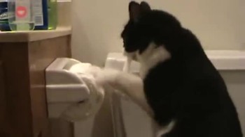 Kitty vs. Toilet Paper 