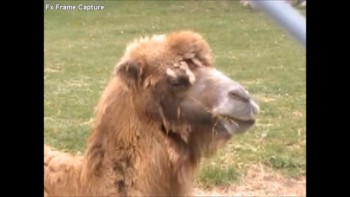 Fast Chewing Llama 