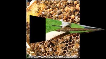 keeping honey bees 