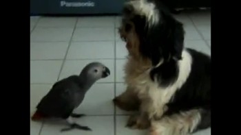 Parrot VS Dog 