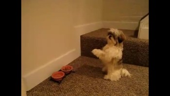 Dog Prays Before Meal 