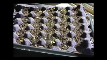 Time Lapse - seeds growing
