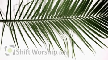Palm Sunday Lamb - Shift Worship 