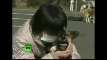 Tsunami dog' Ban reunited with owner after surviving at sea 