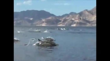 AMAZING! Dolphin Stampede 