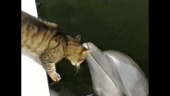Cat and Dolphin are BFF! 