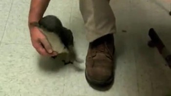 CUTE Penguin gets tickled 
