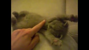 Cute Kitty Dreaming 