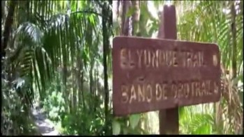 El Yunque II 