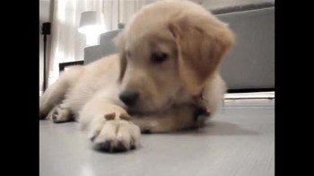Puppy has awesome self control 