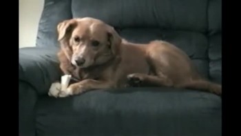 Dog bites his own leg 