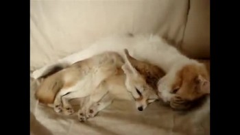 Kitty and Fox are Best Friends 