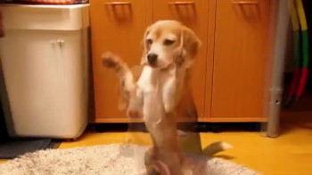 Cute Puppy Catches Ball in Paws 