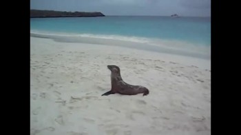 CUTE!  Baby Sea Lion is too tired! 