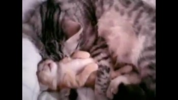 THE CUTEST KITTEN VIDEO EVER! Mom cat hugs kitten! 