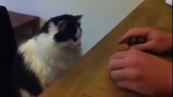Adorable Cat Plays Shell Game 