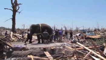Elephant Helps Clean Up After Joplin Tornado 