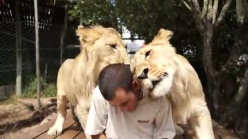 Hugs from Lions!  