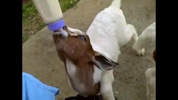 Bottle Feeding Eager Goat Kids 