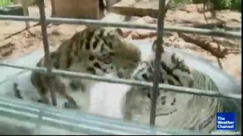 big cat take baths (CUTE!!)