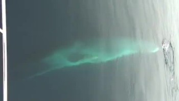 Amazing video of a twirling Whale! 