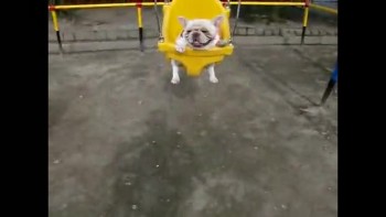Cute bulldog love to Swing! 