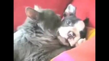 Cat & Puppy So In Love 