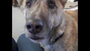 Dog is Teased with his Favorite Foods - Including Bacon 