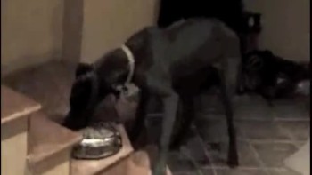 Dog Prays Before Eating 