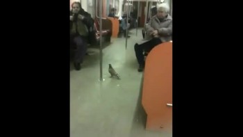 Funny Pigeon Rides the Subway 