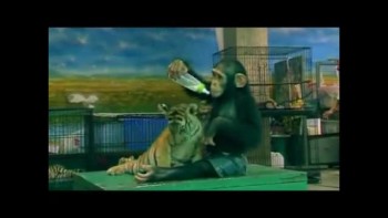Baby Chimp Feeds Baby Tiger - SO CUTE!!! 