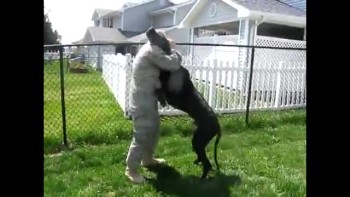 HUGE Dog Welcomes Home His Military Dad, Home From Deployment!  