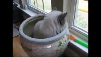 Sassy in the Pot 