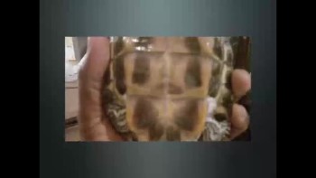 Image of Jesus on turtle belly 