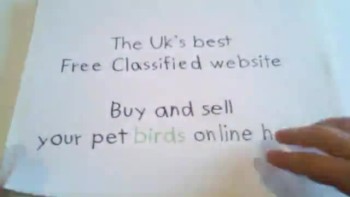 Buy And Sell All Your Pet Birds & Accessories NOW 