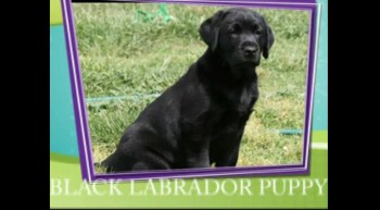 Labrador Puppies for Sale NSW 