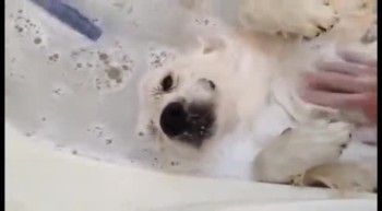 the bath loving dog 