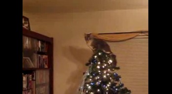 Christmas Tree Leap of Faith 