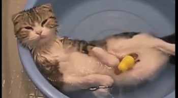 Funny Cats In Water 