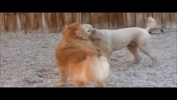Pups at Play  
