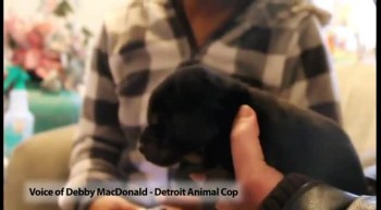 Incredible Puppy Rescue From Underground Pipe 