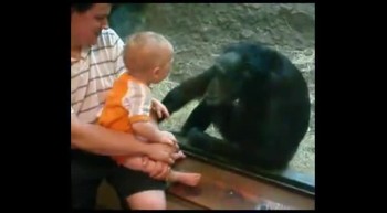 Chimpanzee  Kisses 