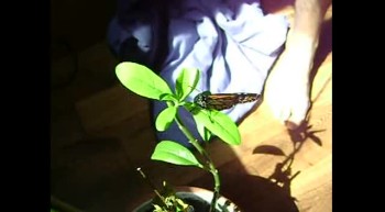 Mariposa Butterfly 03 