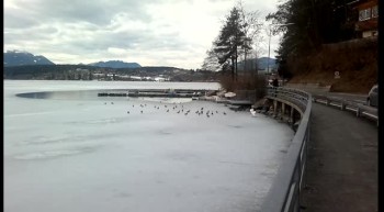 Birds on the ice