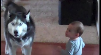 Husky Sings with baby 